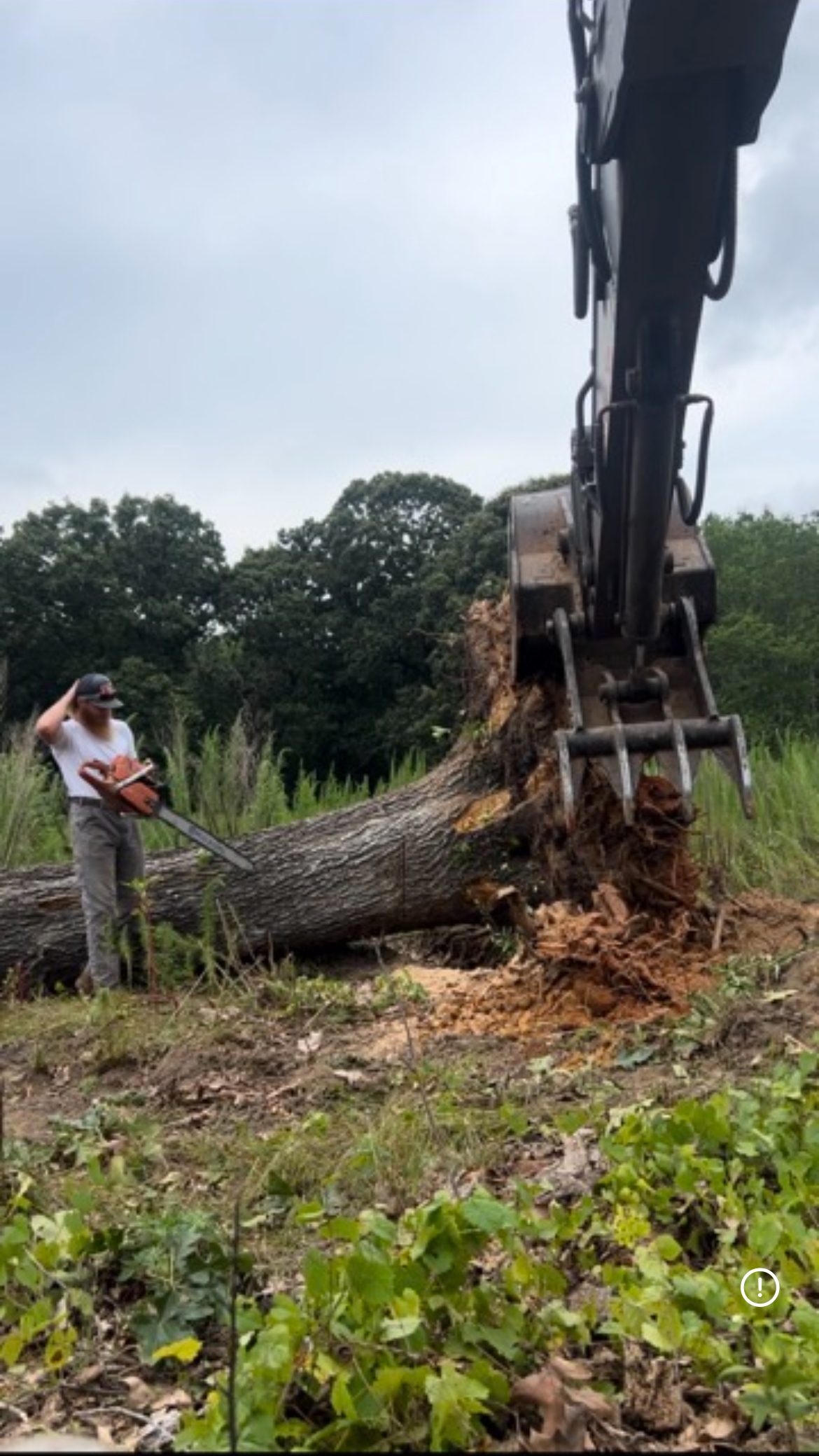 An excavating contractor uses an excavator to dig next to a large tree trunk during site preparation work.